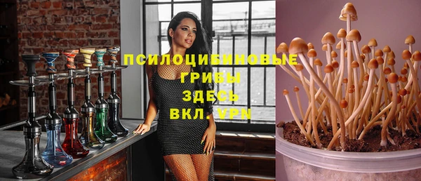 стаф Дмитров